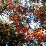 2013-12-08-18-30-46_deco