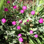 クローブ（ちょうじ）