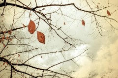 -shared-img-thumb-KAZ_P1020464_TP_V